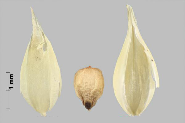 Figure 5 - Cenchrus à épines longues (Cenchrus longispinus) fleuron et caryopse
