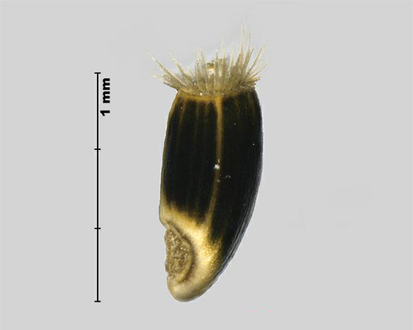 Figure 5 - Espèce semblable : Centaurée maculée (Centurea stoebe) akène
