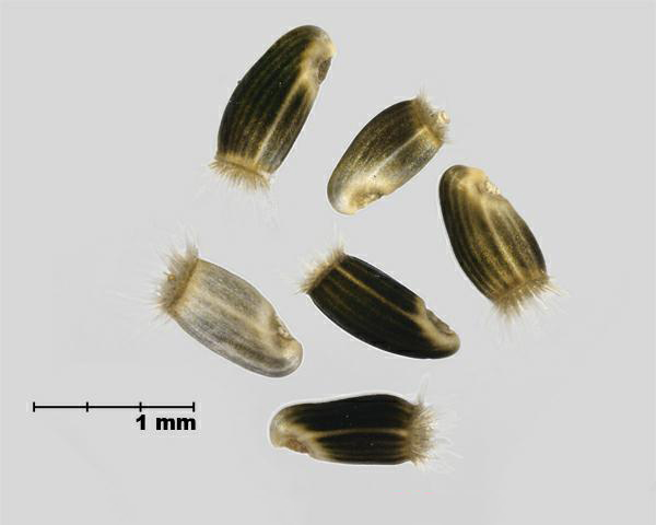 Figure 6 - Espèce semblable : Centaurée maculée (Centurea stoebe) akènes