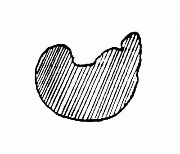 Figure 5 - False baby's breath (Galium mollugo) fruit, cross-section