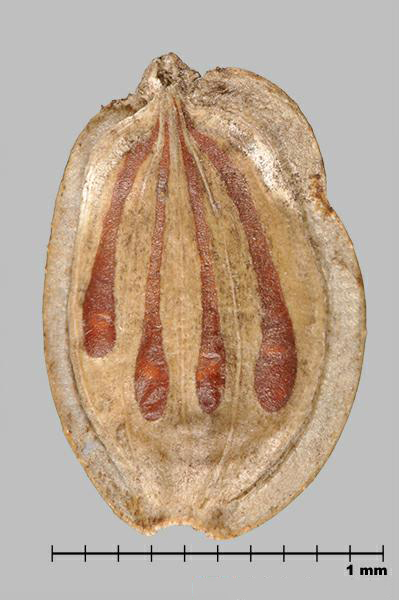 Figure 7 - Similar species: Giant hogweed (Heracleum mantegazzianum) mericarp, outer side