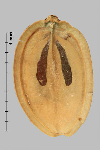 Figure 3 - Hogweed (Heracleum sosnowskyi) mericarp, inner side