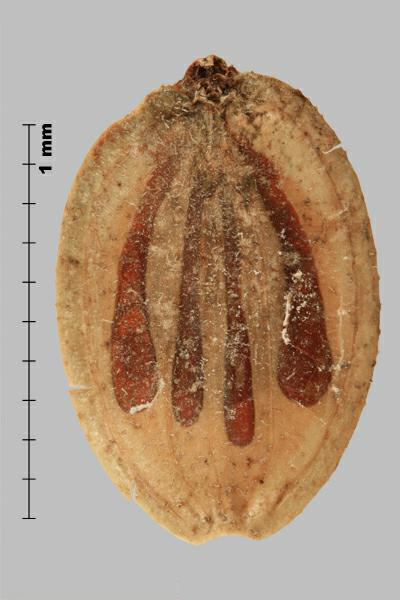 Figure 2 - Hogweed (Heracleum sosnowskyi) mericarp, outer side