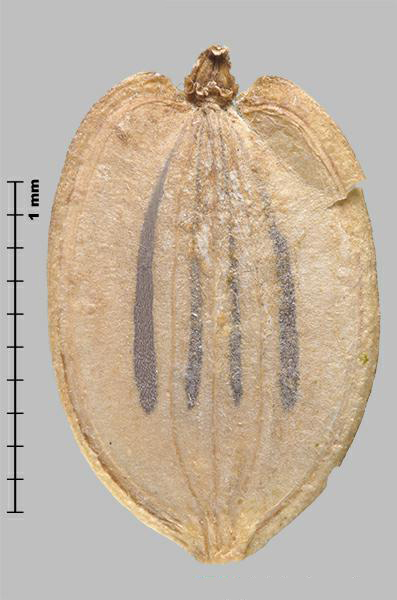 Figure 8 - Espèce semblable : Berce laineuse (Heracleum sphondylium subsp. montanum) méricarpe, la face extérieure