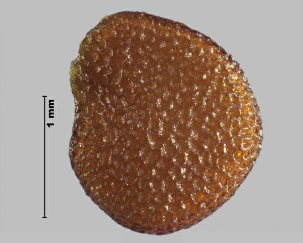 Figure 2 - Nicandre faux-coqueret (Nicandra physalodes) graine