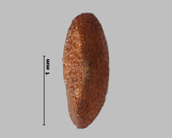 Figure 3 - Nicandre faux-coqueret (Nicandra physalodes) graine, la vue de côté