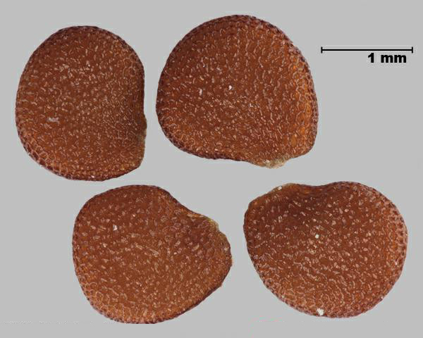 Figure 1 - Nicandre faux-coqueret (Nicandra physalodes) graines
