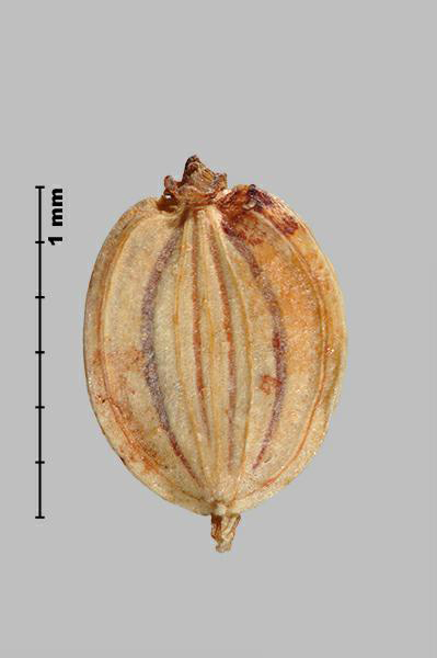 Figure 4 - Wild parsnip (Pastinaca sativa) mericarps, inner face (L), outer face (R)