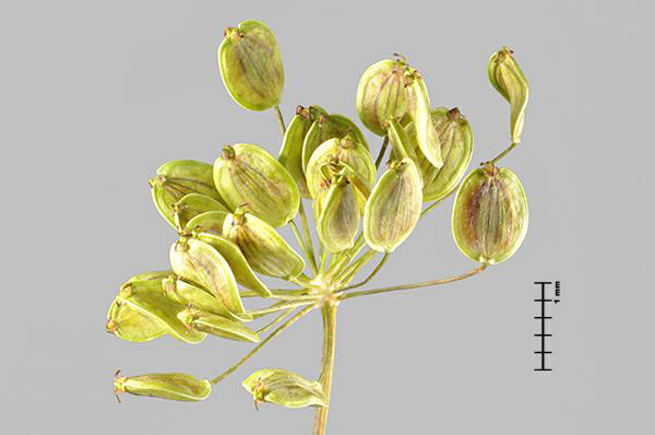 Figure 6 - Wild parsnip (Pastinaca sativa) seed head