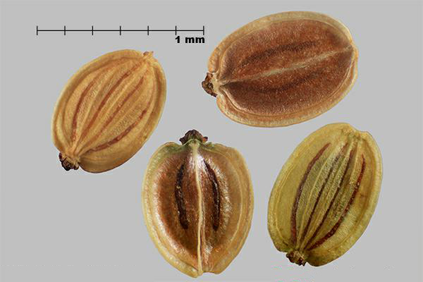 Figure 2 - Wild parsnip (Pastinaca sativa) mericarps
