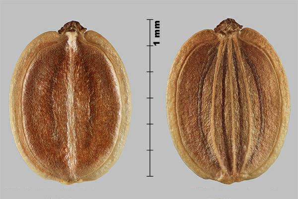 Figure 3 - Panais sauvage (Pastinaca sativa) mericarpes, la face intérieure (gauche) et la face extérieure (droite)