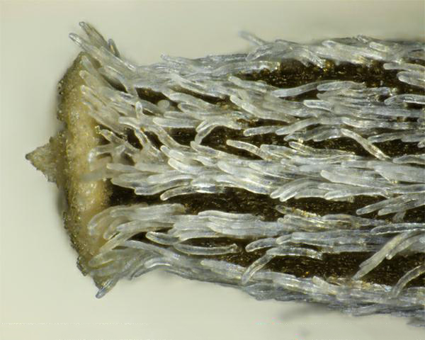 Figure 8 - Similar species: South African ragwort (Senecio inaequidens) achene, close-up of surface