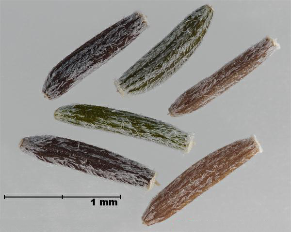 Figure 7 - Similar species: South African ragwort (Senecio inaequidens) achenes