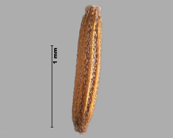 Figure 2 - Séneçon de Madagascar (Senecio madagascariensis) akène