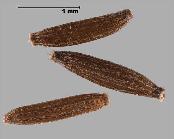 Figure 1 - Séneçon de Madagascar (Senecio madagascariensis) akènes