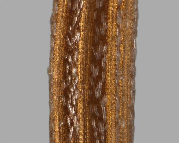 Figure 3 - Madagascar ragwort (Senecio madagascariensis) achene, close-up of surface