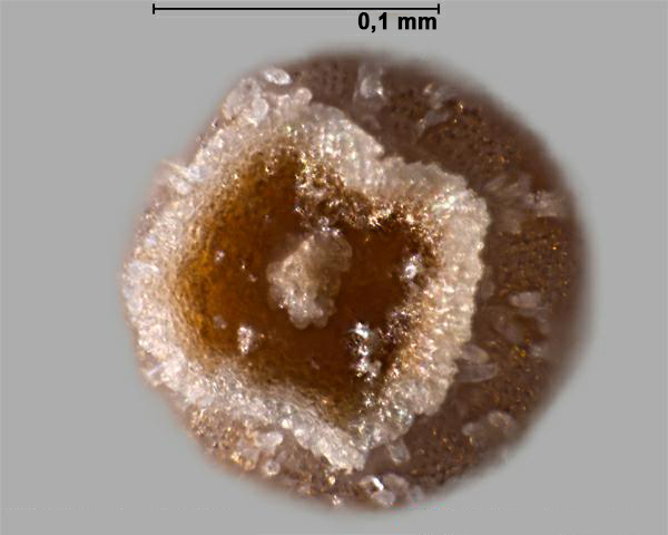 Figure 4 - Séneçon de Madagascar (Senecio madagascariensis) akène, vue du dessus