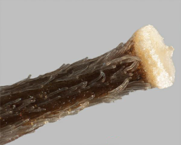 Figure 6 - Similar species: Common groundsel (Senecio vulgaris) achene, close-up of surface