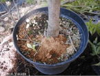 Citrus Long-horned Beetle damage on a potted maple