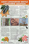 PDF thumbnail for Asian longhorned beetle: An unwanted invasive species (bilingual sign)