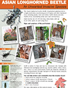 PDF thumbnail: Asian longhorned beetle: An unwanted invasive species