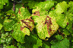 Grapevine Yellows: Flavescence dorée and Bois noir - Foliar symptoms