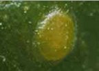 Egg on vine inflorescence