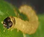 First instar larva