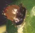 Second instar larva