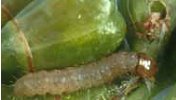 Fourth instar larva