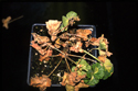 Advanced stages of R. solanacearum infection on Geranium.