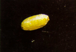 Oval-shaped pupae