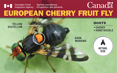Thumbnail image for plant pest credit card: European cherry fruit fly. Description follows.
