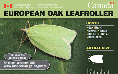 Thumbnail image for plant pest credit card: European oak leafroller Description follows.