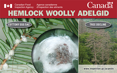 Thumbnail image for plant pest credit card: Hemlock woolly adelgid. Description follows.