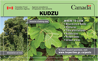 Thumbnail image for plant pest credit card: Kudzu Description follows.