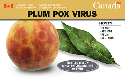 Thumbnail image for plant pest credit card: Plum Pox Virus. Description follows.
