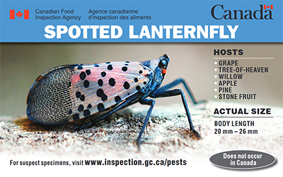 Thumbnail image for plant pest credit card: Spotted lanternfly. Description follows.