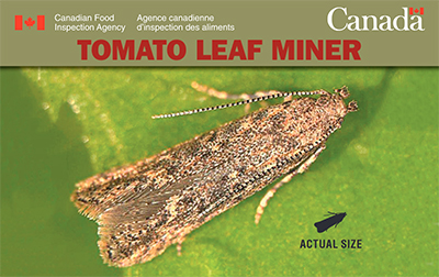 Thumbnail image for plant pest credit card: Tomato leaf miner. Description follows.