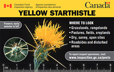 Thumbnail image for plant pest credit card: Yellow starthistle. Description follows.