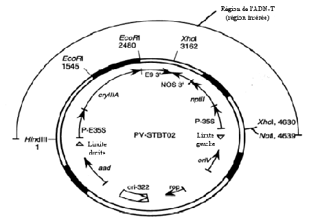 Exemple d'une carte détaillée d'un vecteur plasmidique. Description ci-dessus.