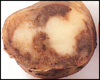potato, Late blight-tan to brown granular dry rot
