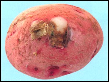 potato, Early blight-shallow infection, granular dry rot dry corky and brown