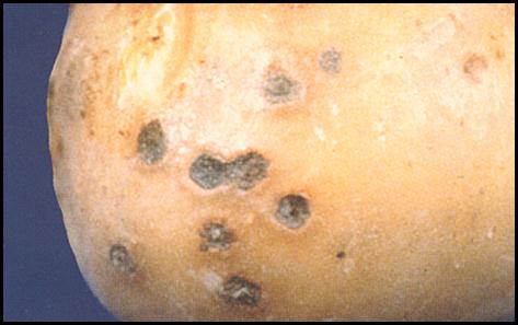 13. Initial symptoms -purplish brown sunken lesions. Description follows.