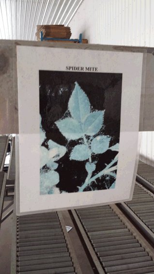 Une photo d'une affiche d'identification de ravageur affichée au-dessus d'un tapis roulant. L'affiche est en anglais et dit Spider mite (tétranyque) et montre une photo de feuilles couvertes de toiles d'insecte.