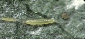 Une photo des premier et deuxième stades larvaires du thrips des petits fruits à la surface d'une feuille. La larve de premier stade est plus petite que celle du deuxième stade.