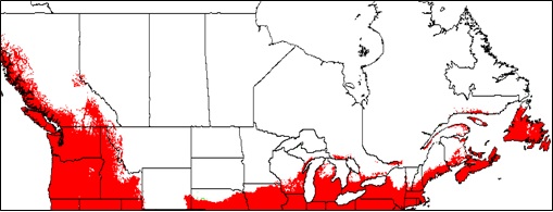 Potential range of Dioscorea polystachya (Chinese yam) in Canada