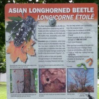 Affiche sur le longicorne asiatique à côté d'un arbre avec des signes simulés