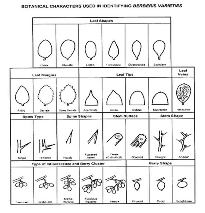 Figure 2 - Botanical characters - Description follows