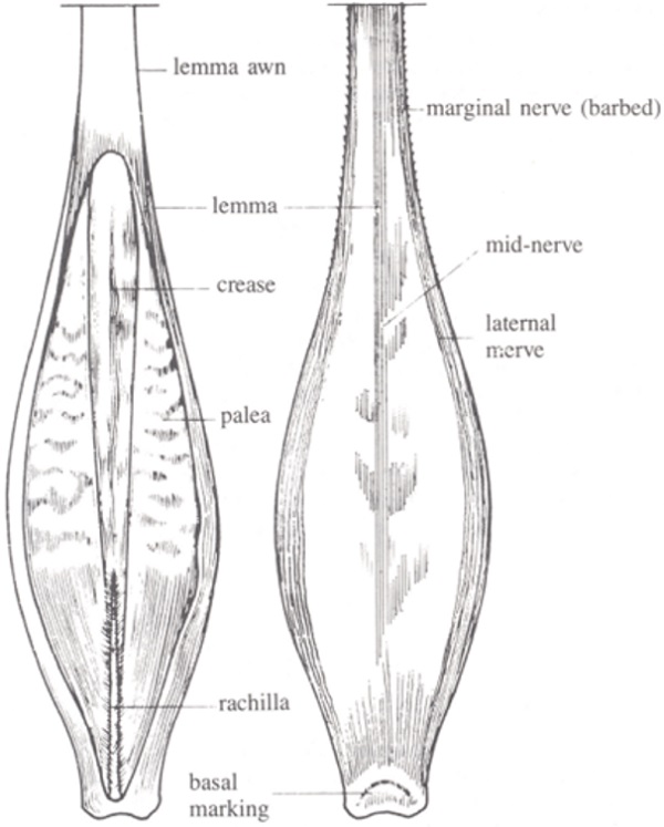 Ventral and dorsal side of barley kernal. Description follows.